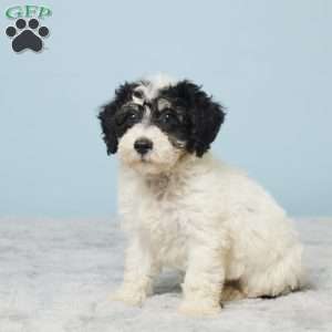Russ, Miniature Poodle Puppy